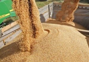 ثبت سفارش ذرت دامی و جو ‎آغاز شد