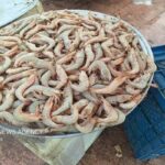 جهش ۳۷ درصدی در تولید میگوی پرورشی کشور با کنترل موثر بیماری‌ها