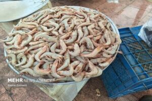 جهش ۳۷ درصدی در تولید میگوی پرورشی کشور با کنترل موثر بیماری‌ها