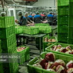 خرید تضمینی مرغ مازاد ایلام در دستور کار قرار دارد