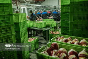 خرید تضمینی مرغ مازاد ایلام در دستور کار قرار دارد