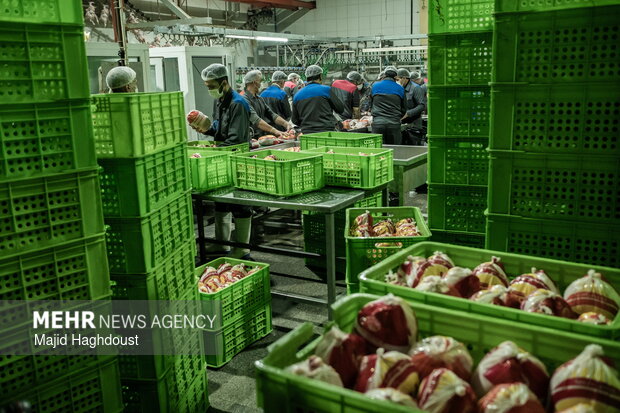 خرید تضمینی مرغ مازاد ایلام در دستور کار قرار دارد