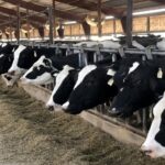 دامداری ‌در سراشیبی سقوط؛ گرانی نهاده‌ها نفس دامداران را برید!