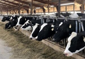 دامداری ‌در سراشیبی سقوط؛ گرانی نهاده‌ها نفس دامداران را برید!