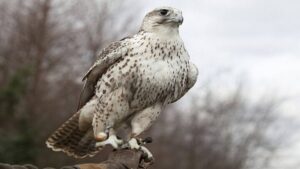 رهاسازی ۲ فرد بالابان در چهارمحال و بختیاری