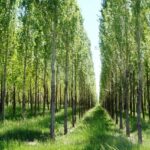 سالانه ۵ میلیارد تومان زراعت چوب در آبدانان انجام می شود