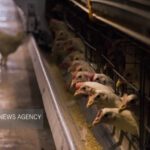 صدور ۱۰۸ هزار مجوزهای پرورش مرغ گوشتی و مادر در مازندران