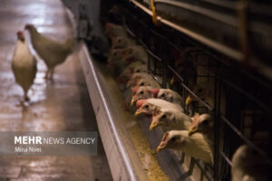صدور ۱۰۸ هزار مجوزهای پرورش مرغ گوشتی و مادر در مازندران