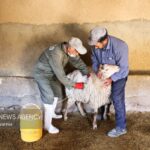 عبور رقم واکسیناسیون دام های خراسان رضوی از مرز ۲۳ میلیون