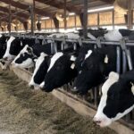 فتح بازار مگافارم‌های ایران توسط یک شرکت دانش بنیان