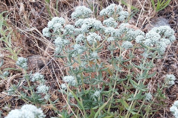 فرآوری گیاهان دارویی؛ موتور اشتغال پایدار در سیستان و بلوچستان فرآوری گیاهان دارویی؛ موتور اشتغال پایدار در سیستان و بلوچستان