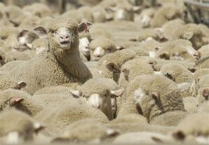 قطر رسما خواستار واردات دام سبک از ایران شد