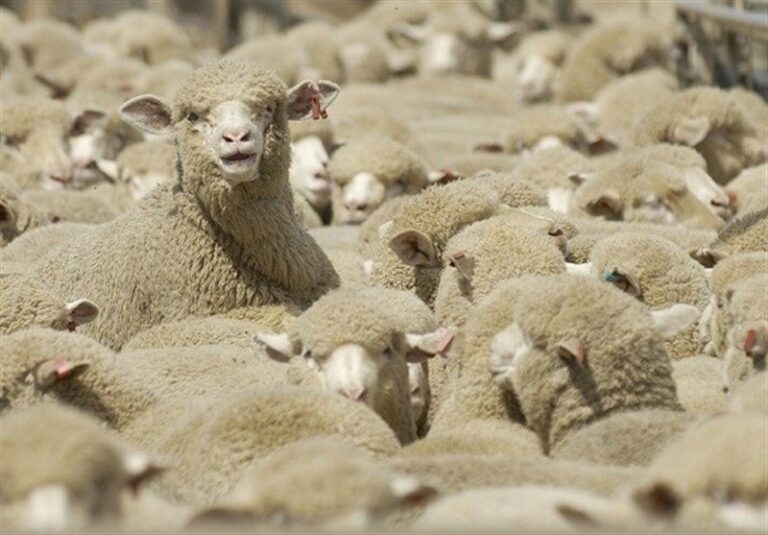 قطر رسما خواستار واردات دام سبک از ایران شد