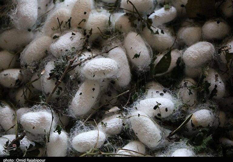 قیمت مصوب پیله تر ابریشم برای سال 1405 اعلام شد