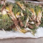 لزوم برداشت اصولی «کما»؛ برخورد با برداشت‌های غیرمجاز