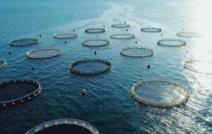 ماهی‌گیری اوقاف از صنعتی جدید در خلیج فارس؛ شوتی‌هایی که صیاد شدند