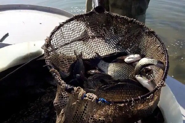 ماهیگیری اوقاف از صنعتی جدید در خلیج فارس؛ شوتیهایی که صیاد شدند ماهیگیری سازمان اوقاف از صنعتی جدید در خلیج فارس؛ صید طلای آبی در قفس