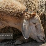 مایه‌کوبی بیش از۳۰ هزار رأس دام در رودان