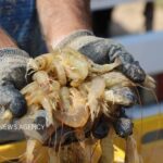 مدیر کل دامپزشکی بوشهر: ۳۰ هزار تن میگو در استان بوشهر برداشت شد