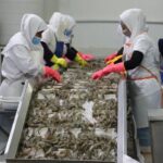 مدیرکل دامپزشکی بوشهر: صادرات آبزیان استان به اوج رسید