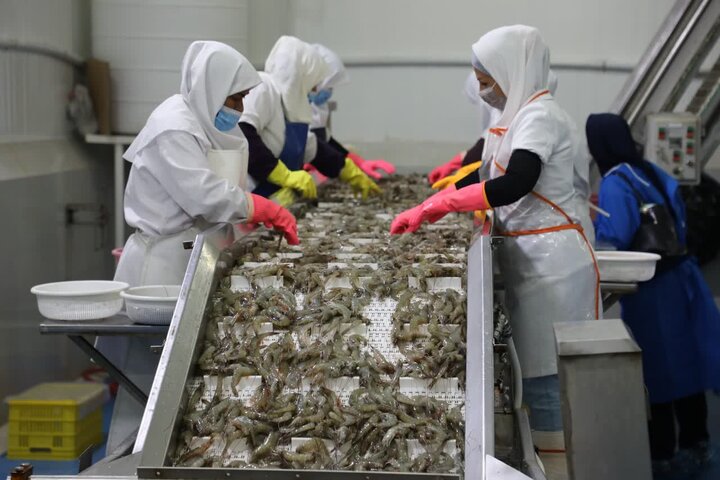 مدیرکل دامپزشکی بوشهر: صادرات آبزیان استان به اوج رسید