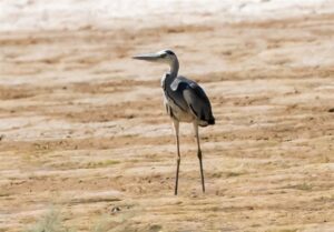 مرگ و زندگی حواصیل‌های خاکستری در تالاب‌های شمال