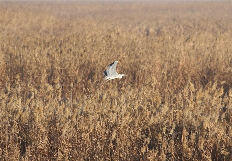 اخبار استان گلستان , نظام مسائل استان گلستان , 