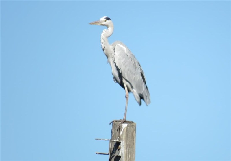 اخبار استان گلستان , نظام مسائل استان گلستان , 