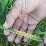 مشاهده اولین نشانه‌های بیماری رنگ زرد گندم در شمال اردبیل