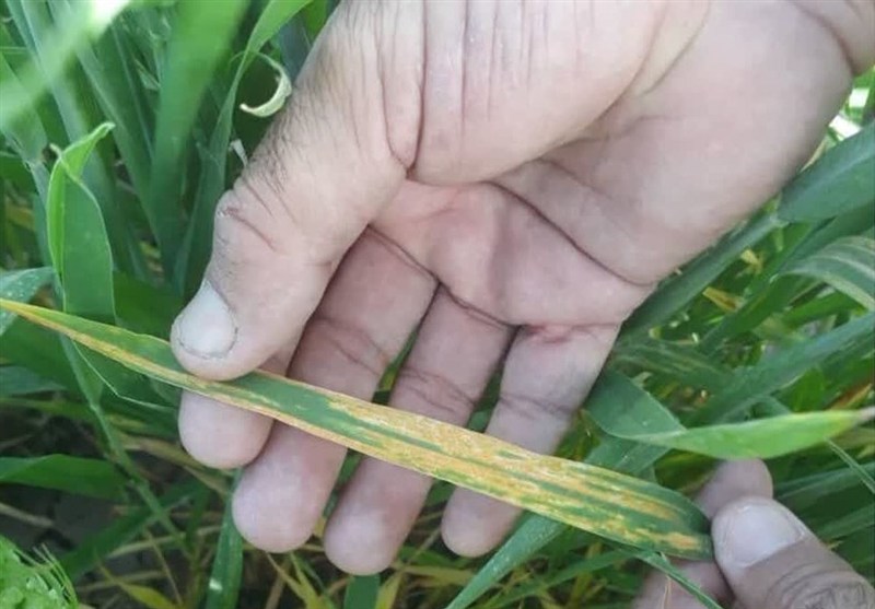 مشاهده اولین نشانه‌های بیماری رنگ زرد گندم در شمال اردبیل