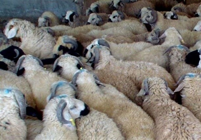 معضل کشتار غیرمجاز دام در کرمانشاه و عواقب آن برای سلامت مردم