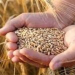 نرخ خرید تضمینی گندم به فوریت اصلاح می‌شود