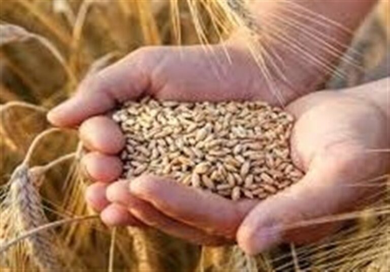 نرخ خرید تضمینی گندم به فوریت اصلاح می‌شود