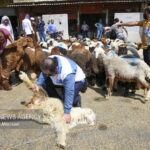 نظارت‌های ویژه دامپزشکی در چهارمحال و بختیاری همزمان با رمضان و نوروز