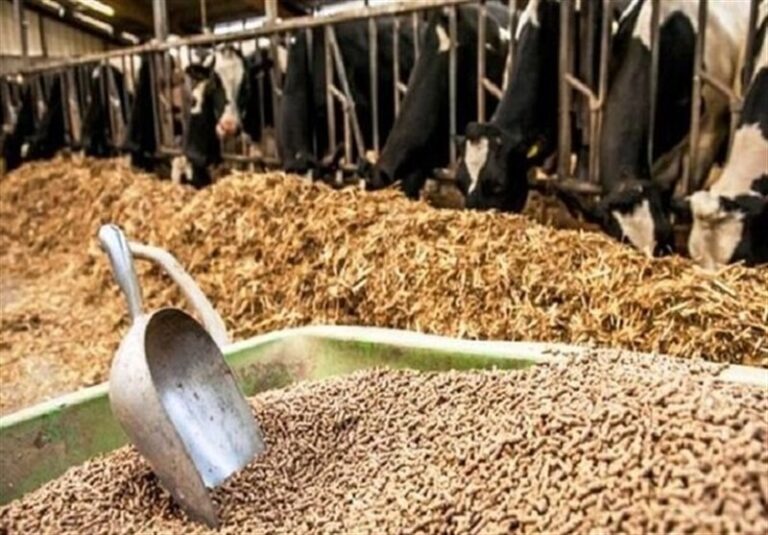 نهاده‌ دام؛ پاشنه آشیل ارزی ایران در جنگ اقتصادی