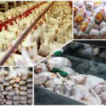 نهاده های مرغداران همدانی به آنها تحویل داده نشده است