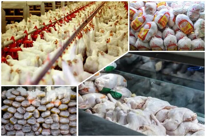 نهاده های مرغداران همدانی به آنها تحویل داده نشده است