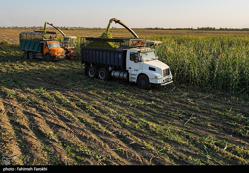 هسته‌ای در کشاورزی ــ 82 |تولید ذرت مقاوم به آفات