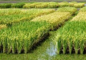 هسته‌ای در کشاورزی ــ 83| کنترل کرم ساقه‌خوار برنج