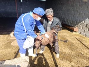 واکسیناسیون ضربتی تب برفکی در بخش بوشکان اجرا شد