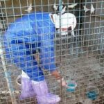 واکسیناسیون ۲۴۲ هزار قطعه طیور بومی در استان بوشهر