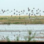 پایش 20 سال داده تالاب‌های کشور با هوش مصنوعی آغاز می‌شود