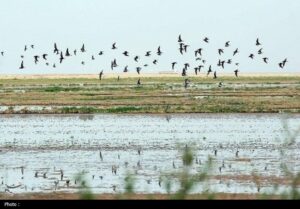 پایش 20 سال داده تالاب‌های کشور با هوش مصنوعی آغاز می‌شود