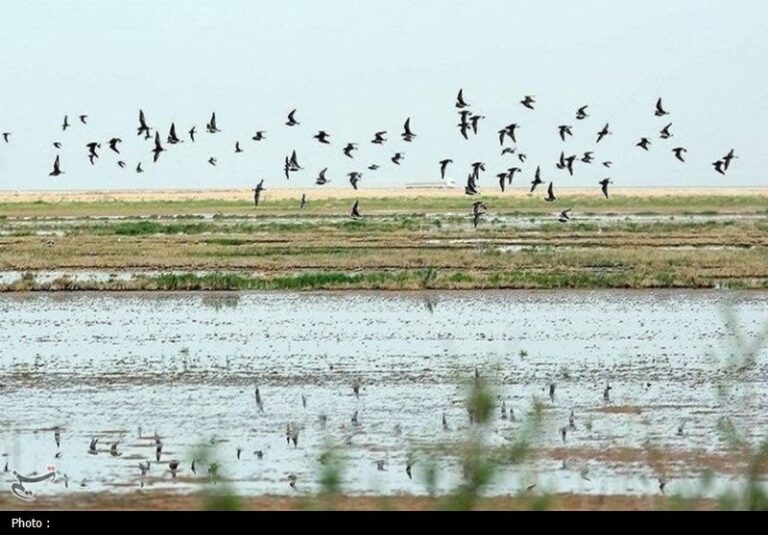 پایش 20 سال داده تالاب‌های کشور با هوش مصنوعی آغاز می‌شود