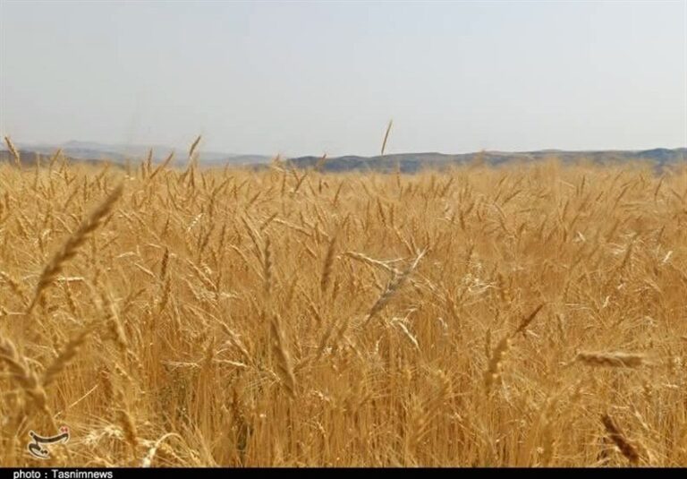 پیشنهاد گندم 52هزارتومانی به دولت