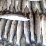 کفال با سهم 70 درصدی، گونه غالب صید در خزر شد