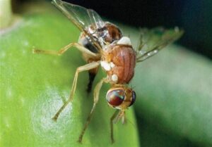 کنترل مگس زیتون از زمستان؛ نسخه علمی برای نجات باغ‌های گیلان