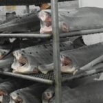 ۲.۵ میلیون ماهی تازه از مازندران صادر شده است 