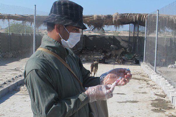 ۲۹ هزار قلاده سگ در اصفهان علیه بیماری هاری واکسینه شد