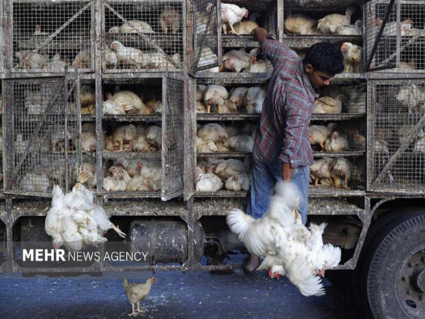 ۷ تن مرغ زنده فاقد مجوز در کنگاور کشف شد